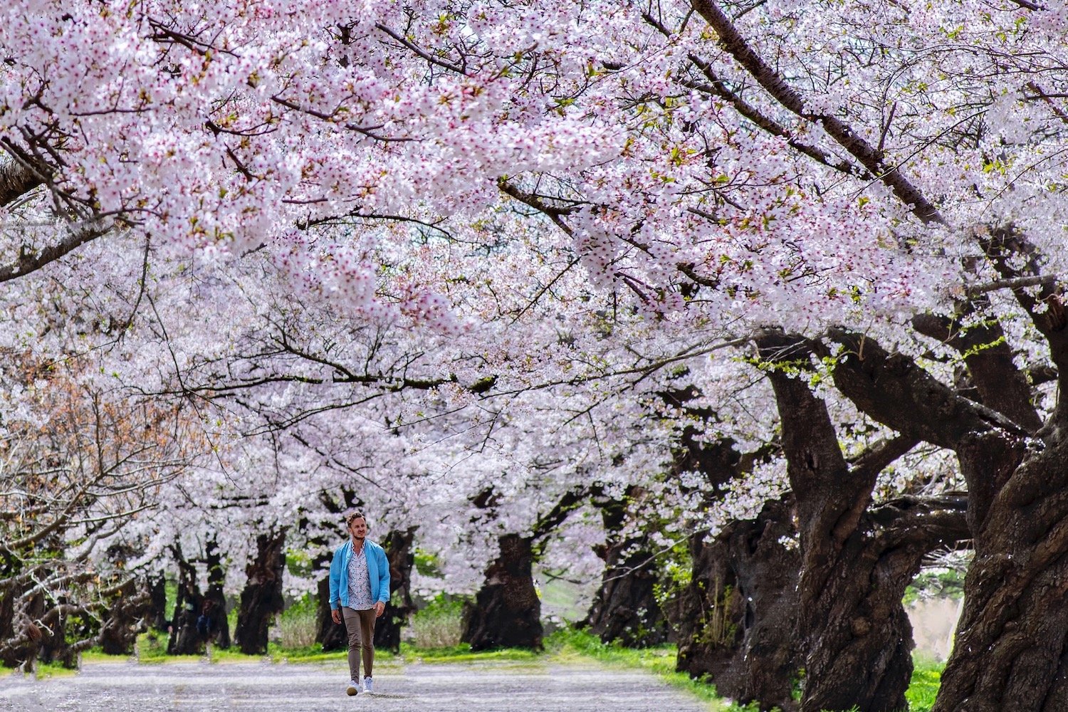 🌸 기타카미 시립공원 텐쇼치 이미지 6